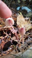 Mycena haematopus