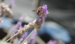 Rhodanthidium sticticum