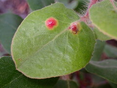 Exobasidium arctostaphyli