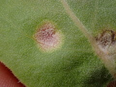 Exobasidium arctostaphyli