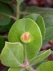 Exobasidium arctostaphyli
