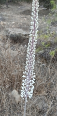 Drimia