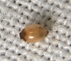 Stethorus pusillus