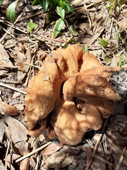 Tylopilus felleus