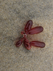 Botryocladia pseudodichotoma