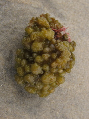 Colpomenia tuberculata