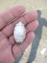 Emerita analoga