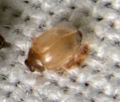 Stethorus pusillus