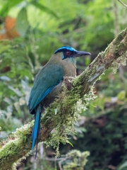 Momotus aequatorialis