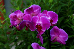 Phalaenopsis