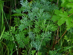 Artemisia absinthium