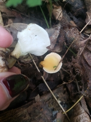Loweomyces fractipes