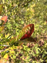 Vaccinium fuscatum
