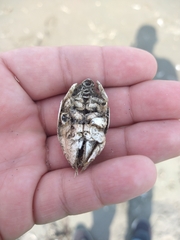 Emerita analoga