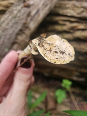 Loweomyces fractipes