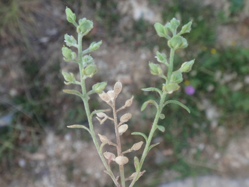 tarica kališná (Alyssum alyssoides)