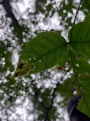 Cameraria guttifinitella