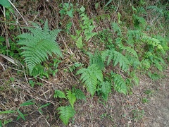 Athyrium nigripes