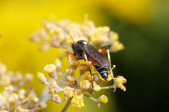 Ctenichneumon