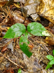 Cameraria guttifinitella