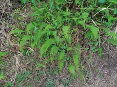 Amauropelta beddomei