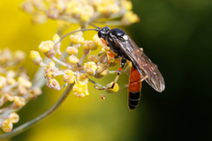 Ctenichneumon