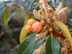 Dryocosmus castanopsidis