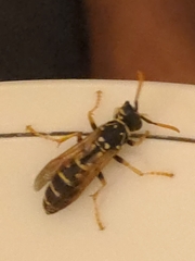 Polistes nimpha