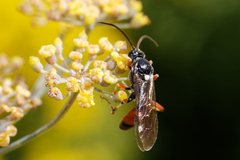Ctenichneumon