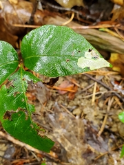 Cameraria guttifinitella