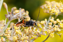 Ctenichneumon