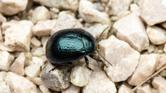 Chrysolina varians