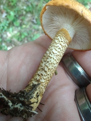 Tricholoma aurantium