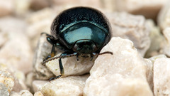 Chrysolina varians