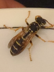 Polistes nimpha