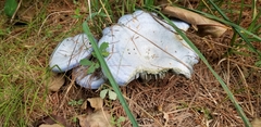 Lactarius indigo