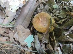 Tricholoma aurantium