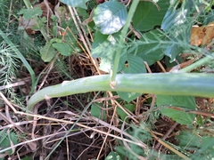 Asparagus officinalis