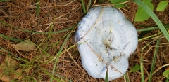 Lactarius indigo