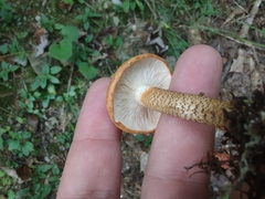Tricholoma aurantium