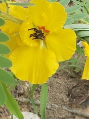 Chamaecrista fasciculata