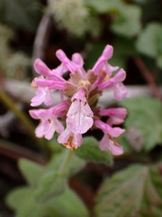 Stachys bullata