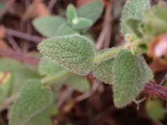 Stachys bullata