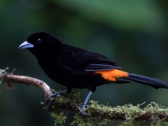 Ramphocelus flammigerus flammigerus