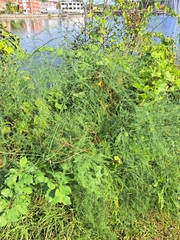 Asparagus officinalis