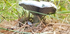 Lactarius indigo