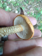 Tricholoma aurantium