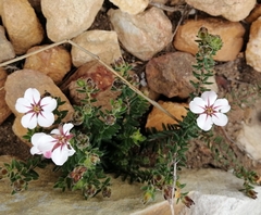 Adenandra uniflora