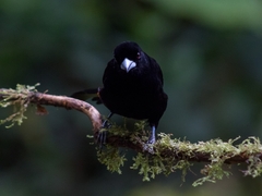 Ramphocelus flammigerus flammigerus