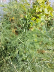 Asparagus officinalis